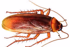 Gián dài 2cm “quậy” trong tai