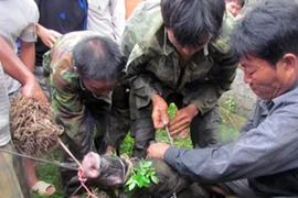 Vụ lợn rừng cắn chết người phụ nữ: Con vật trúng đạn trước khi tấn công người