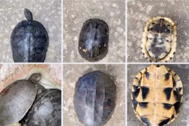 Phát hiện đầu nậu chuyên buôn bán rùa trái phép liên tỉnh