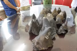 Làm thế nào để những chiếc sừng tê giác trị giá hàng tỉ đồng không còn tuồn vào Việt Nam? 