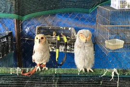 Giải cứu 9 con chim hoang dã nuôi nhốt tại nhà riêng