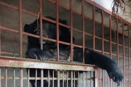 Những con gấu ngựa cuối cùng bị nuôi nhốt được trở về thiên nhiên bán hoang dã