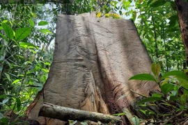 Tạm đình chỉ công tác Phó Hạt trưởng Hạt Kiểm lâm Vườn quốc gia Hoàng Liên 