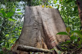 Tạm đình chỉ công tác Phó Hạt trưởng Hạt Kiểm lâm Vườn quốc gia Hoàng Liên 