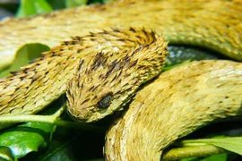 Những loài rắn vừa độc, vừa xấu xí nhất thế giới