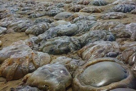 Rùng mình trước “cuộc xâm lược” của sứa khổng lồ trên bãi biển Anh