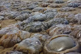 Rùng mình trước “cuộc xâm lược” của sứa khổng lồ trên bãi biển Anh