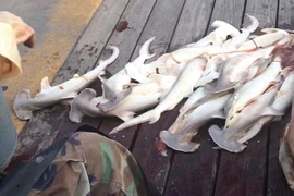 Mổ bụng cá mập mẹ, moi được 34 cá con đã chết