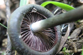 Ma túy từ nấm và xương rồng