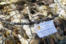 Yên tâm ăn Tết với gà “dán tem”