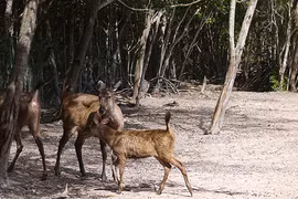 Hoang sơ rừng ngập mặn Cần Giờ 