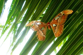 Phát hiện bướm khổng lồ, sải cánh rộng 30cm 