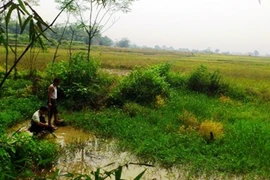 Tin đồn thả đỉa nhiễm HIV xuống ruộng là thất thiệt