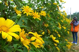 Hoang dại dã quỳ Tây Bắc