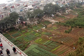 Bố trí di dời cho hộ dân bị sông Hồng “nuốt” nhà 