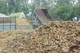 Nông dân khốn khổ vì xăng sinh học 