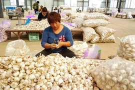 Hàng hóa Trung Quốc nhập vào châu Âu: “Của rẻ là của ôi” 