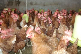 Để phân biệt gà loại thải nhập lậu