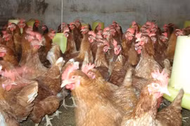 Để phân biệt gà loại thải nhập lậu