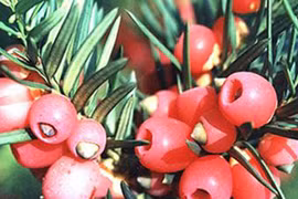 Thông đỏ - dược liệu chữa trị ung thư