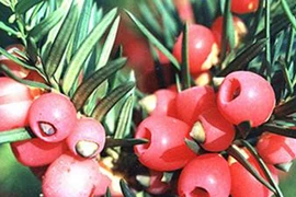 Thông đỏ - dược liệu chữa trị ung thư