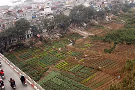 Bố trí di dời cho hộ dân bị sông Hồng “nuốt” nhà 