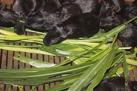 Đa cấp “tấn công” cả chăn nuôi 