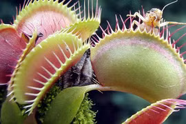 “Cây ăn thịt” hại người 