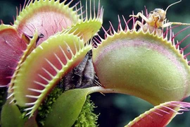 “Cây ăn thịt” hại người 