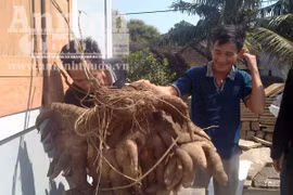 Phát hiện củ khoai vạc nặng 50kg
