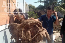 Phát hiện củ khoai vạc nặng 50kg