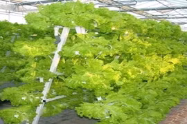 Nhà máy trồng cây không cần đất