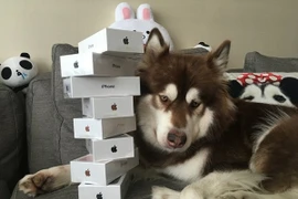 Đại thiếu gia giàu nhất Trung Quốc mua 8 Iphone 7 cho chó cưng