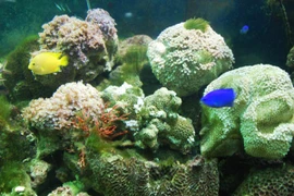 Khó nói bao giờ biển miền Trung trở lại như trước