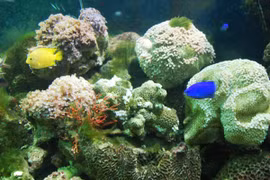 Khó nói bao giờ biển miền Trung trở lại như trước