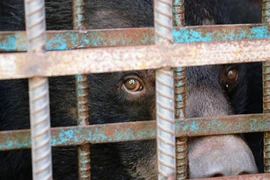 Cứu hộ thành công 4 con gấu ngựa bị nuôi nhốt suốt 10 năm