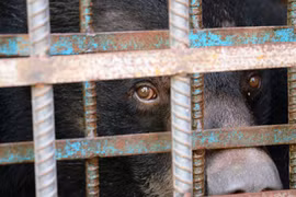 Cứu hộ thành công 4 con gấu ngựa bị nuôi nhốt suốt 10 năm