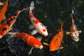 Bí thư Đinh La Thăng tức tốc gọi điện, Bộ trưởng Nông nghiệp hỏa tốc trả lời