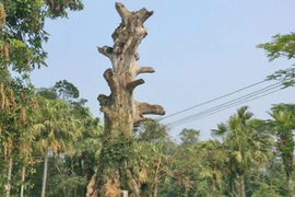 Tôn vinh cũng phải đúng cách