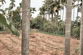 Thanh niên tử vong do hái trộm dừa