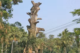 Tôn vinh cũng phải đúng cách