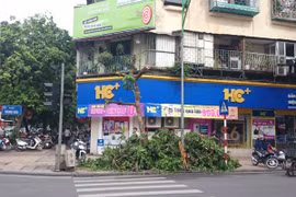 Kẻ gian táo tợn chặt cây xanh trong đêm