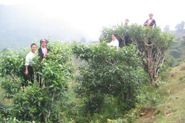 Báu vật chốn thâm sơn