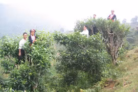 Báu vật chốn thâm sơn