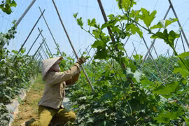 Chứng chỉ VietGap cũng được bán - mua