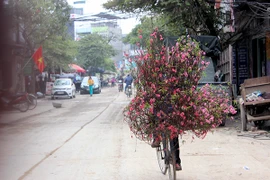 Hoa đào nở rực ở Nhật Tân, giá không hề rẻ