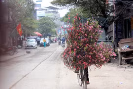 Hoa đào nở rực ở Nhật Tân, giá không hề rẻ