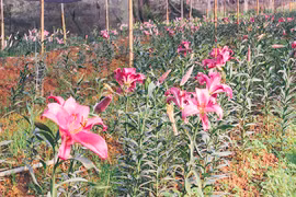 Ghé thăm những cánh đồng hoa Tây Tựu ngày cận Tết