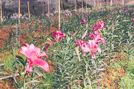 Ghé thăm những cánh đồng hoa Tây Tựu ngày cận Tết