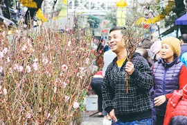 Một vòng chợ hoa Hàng Lược trước thềm Tết Đinh Dậu